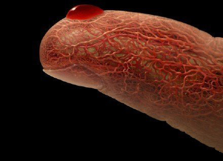 人体手指的血管分布,所谓十指连心 zt