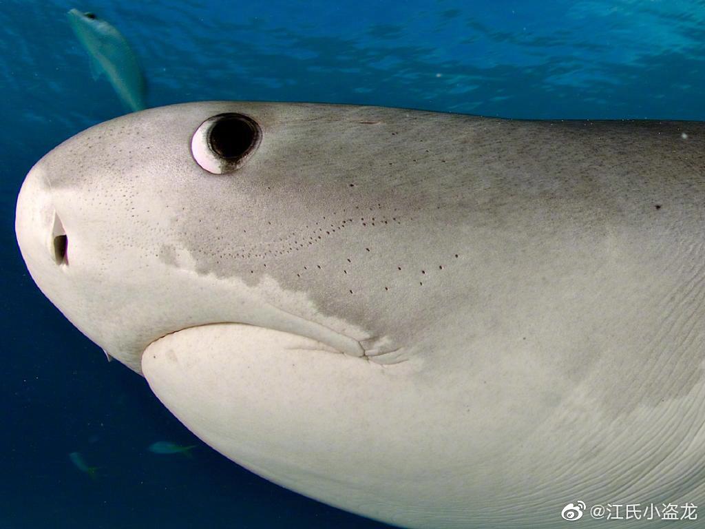 居氏鼬鲨叁图片