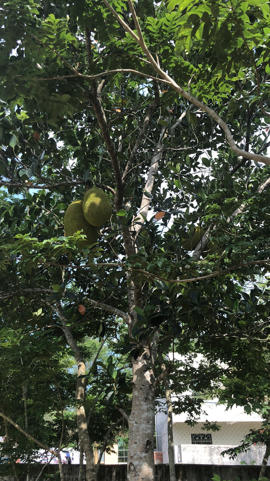 老爸在老家种的木薯与菠萝蜜太漂亮了jr们的老家都有种什么好吃的水果