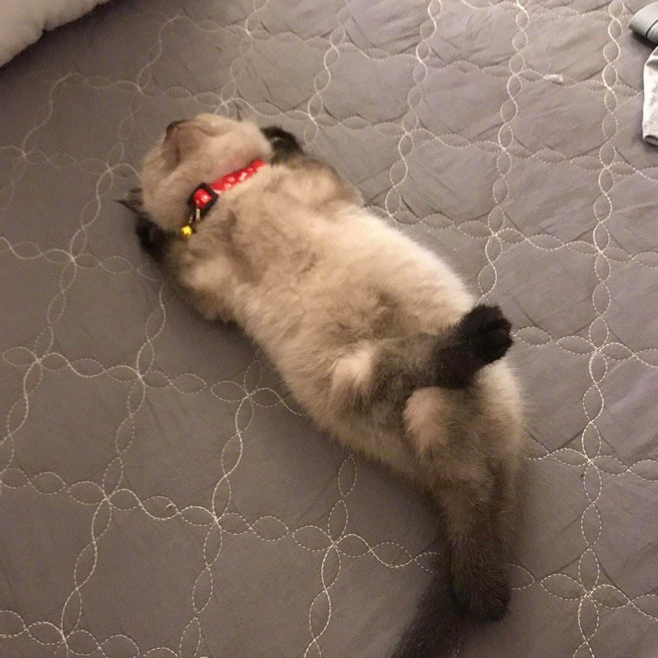 小猫咪睡觉还会跷二郎腿这是跟谁学的zt