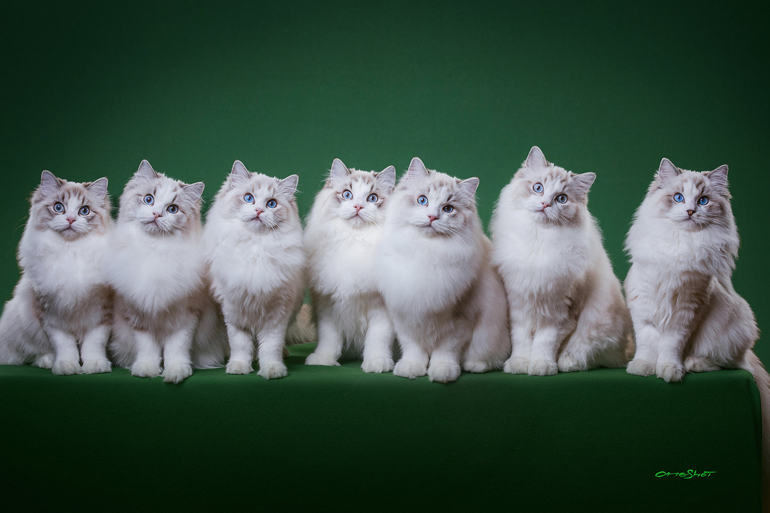 zt-动物萌宠区-虎扑社区