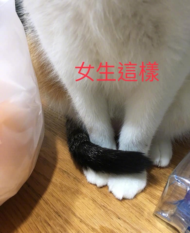 男女猫原来可以这样区分的zt