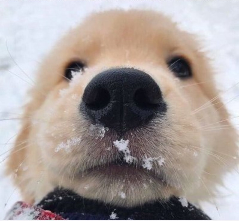 狗子们近距离镜头贴脸的超萌傻样 zt