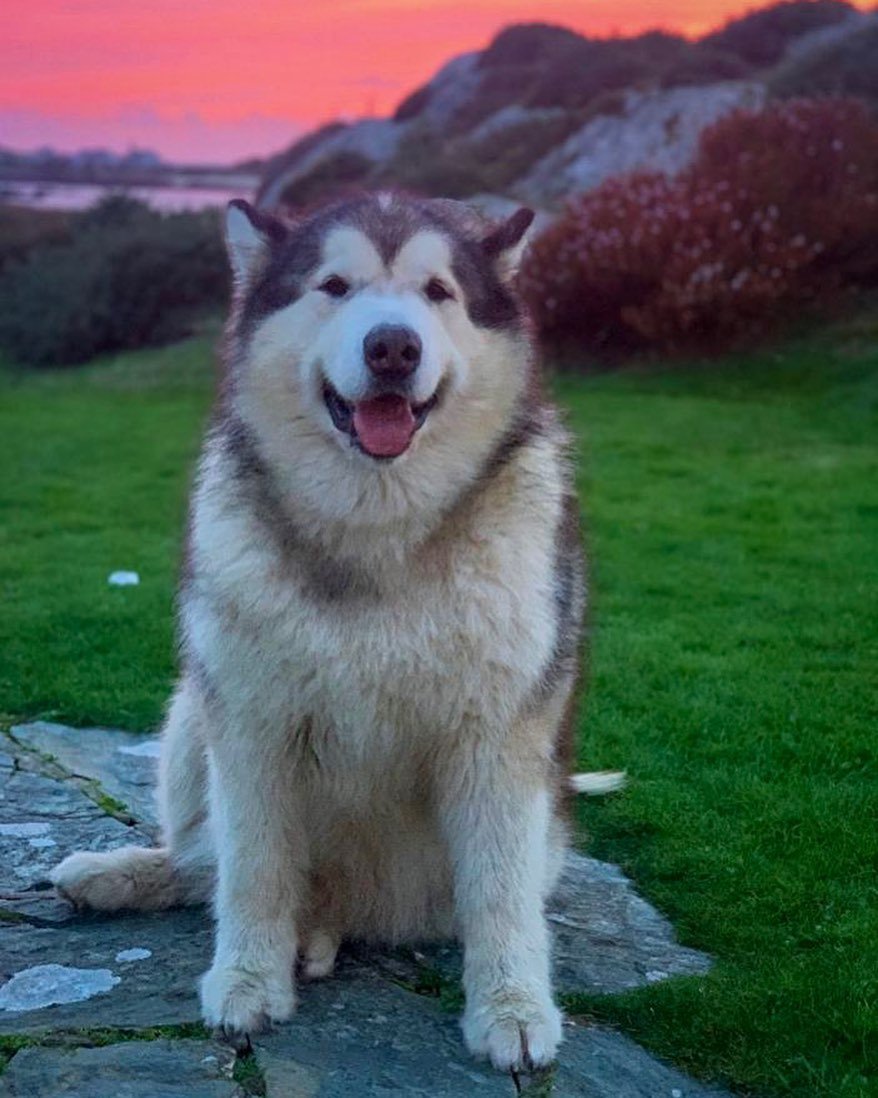 阿拉斯加iglifewithmalamutes会笑的阿拉斯加什么水平zt