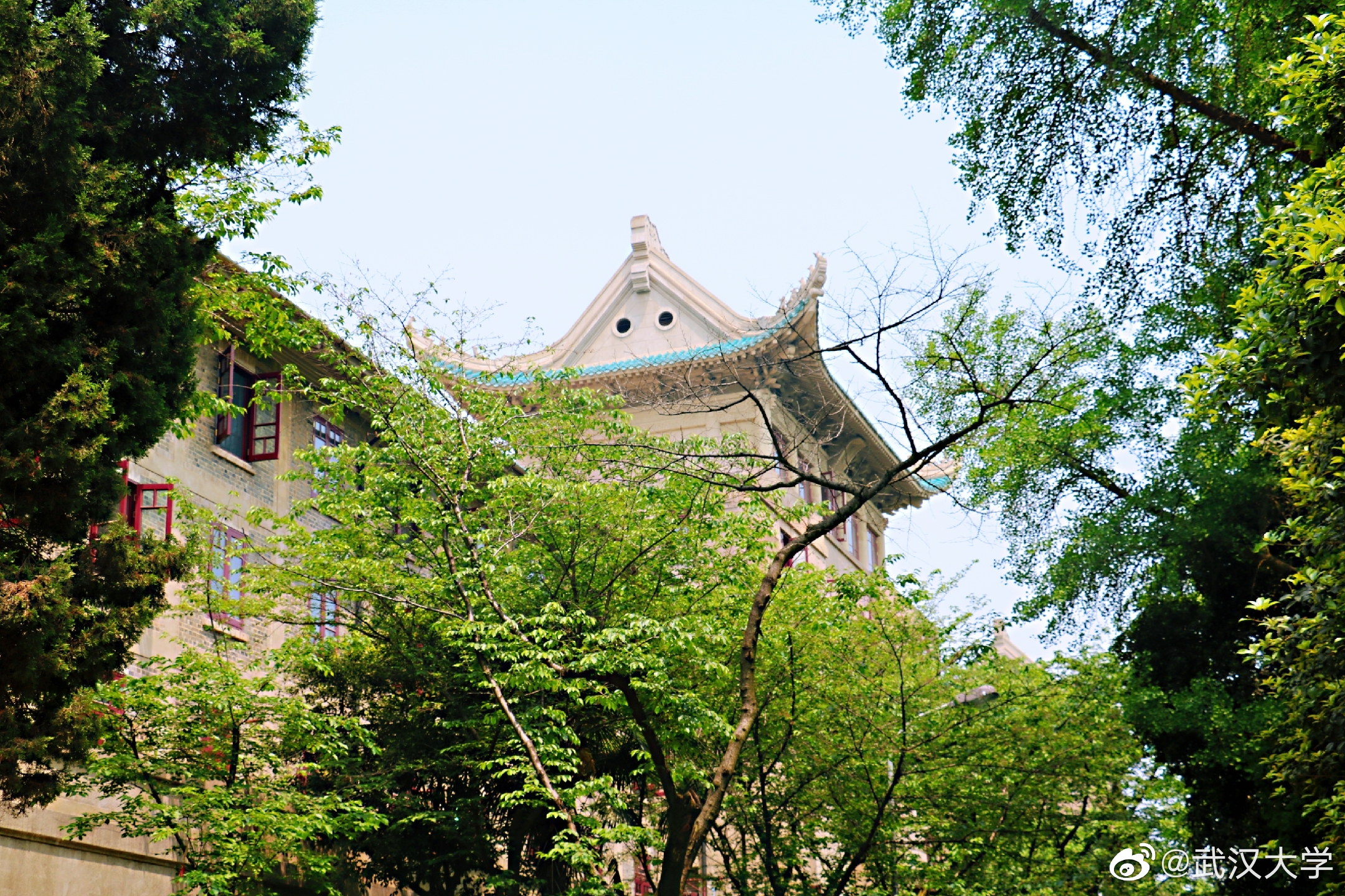 武漢大學裡鑑湖方塘過伴花綠樹蔭漫步櫻園路獨上老齋舍見櫻頂老圖老