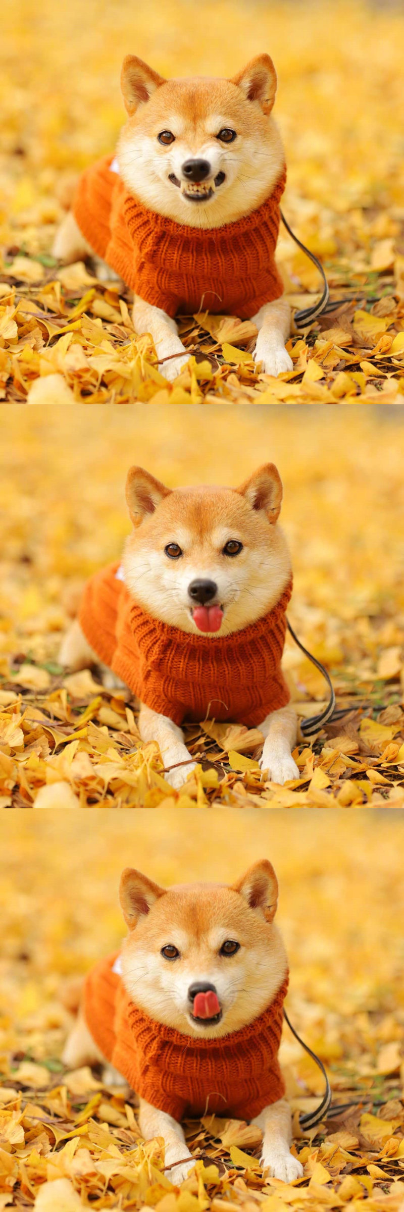 豆柴リリ的秋日写真zt 虎扑 豆柴リリ的秋日写真zt 虎扑