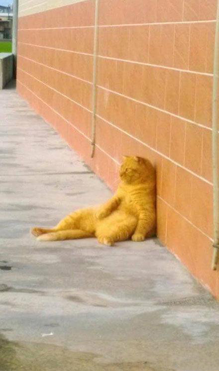 这只橘猫坐在田边思考着喵生坐着坐着感觉不是很舒服于是zt