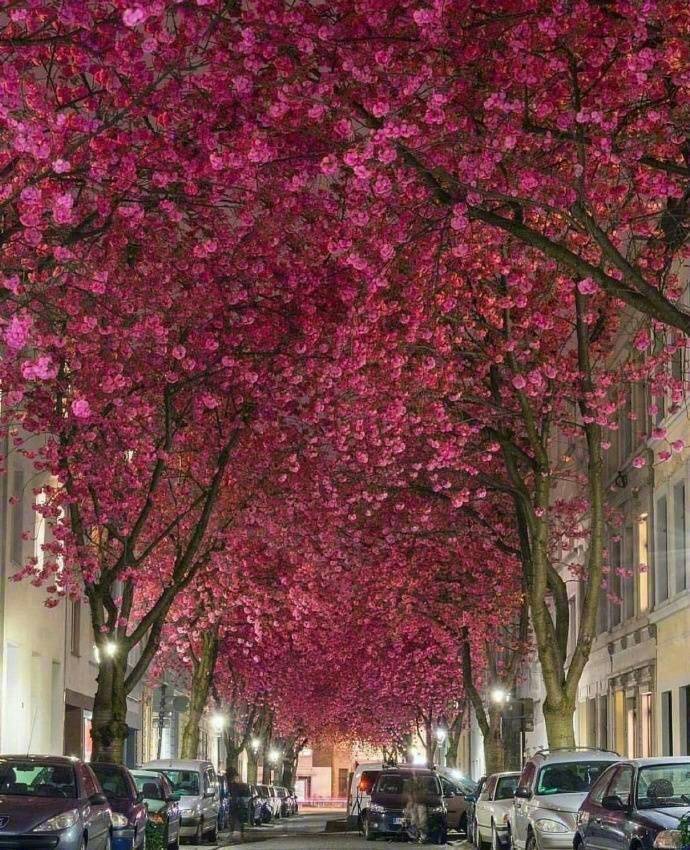 德国波恩赫尔街的heerstrasse樱花巷,好美啊 zt