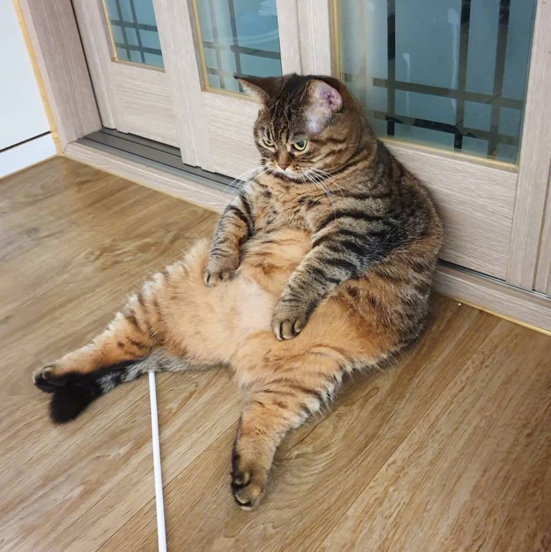 这只胖喵,什么水平? zt