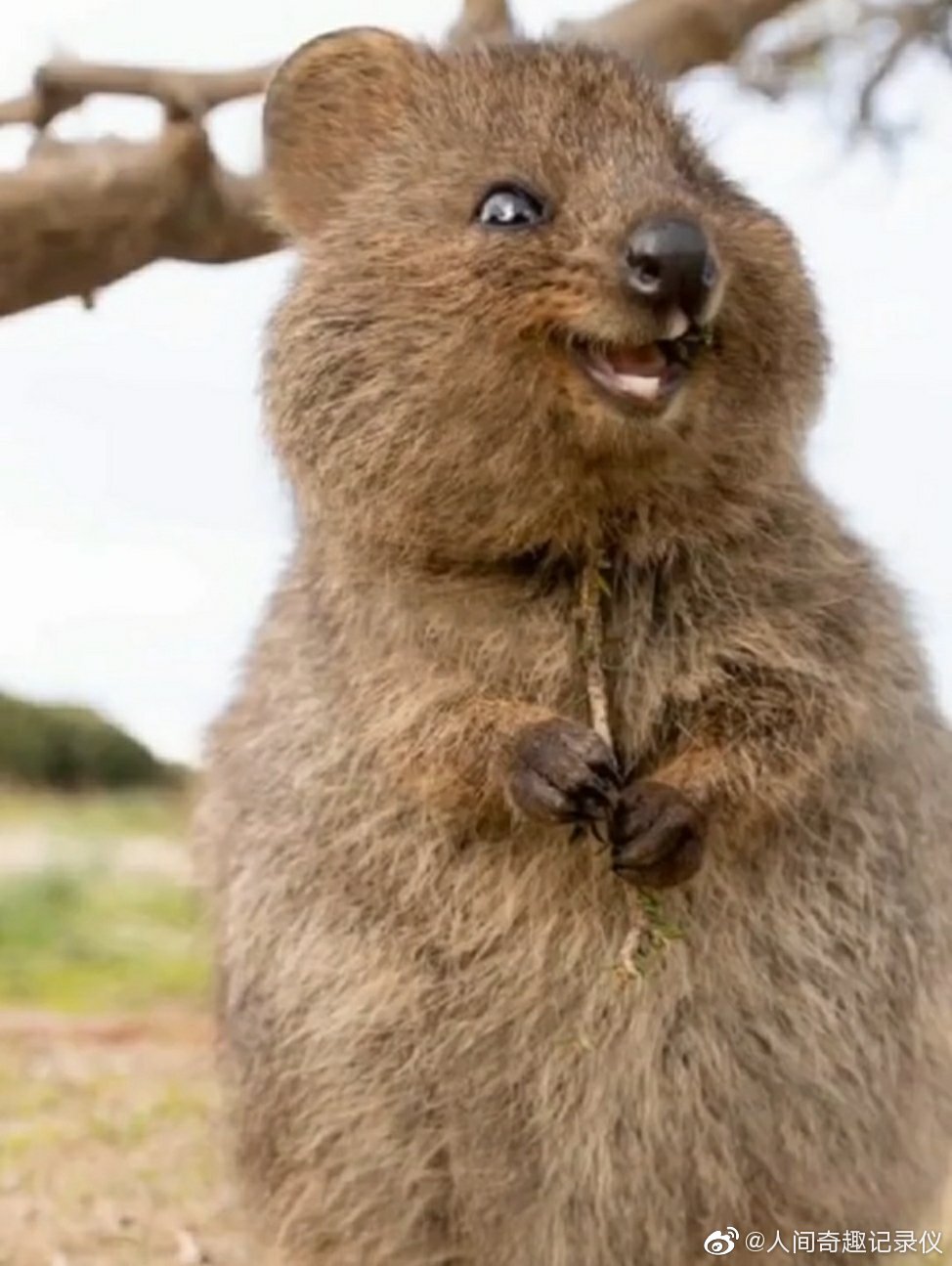 天生自带笑容的短尾矮袋鼠zt