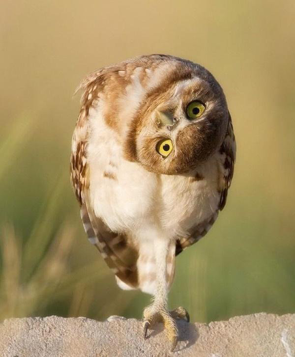 猫头鹰的歪头杀.太可爱了吧 zt