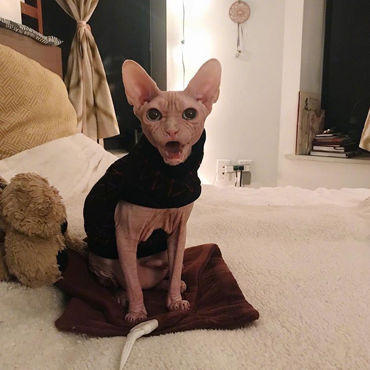这只无毛猫名叫loki浑身透露着大佬的气质看起来很不好惹zt