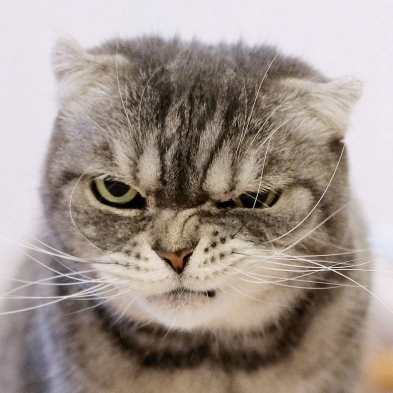 超奶凶的折耳猫咪:人家超凶的呢,喵呜 zt