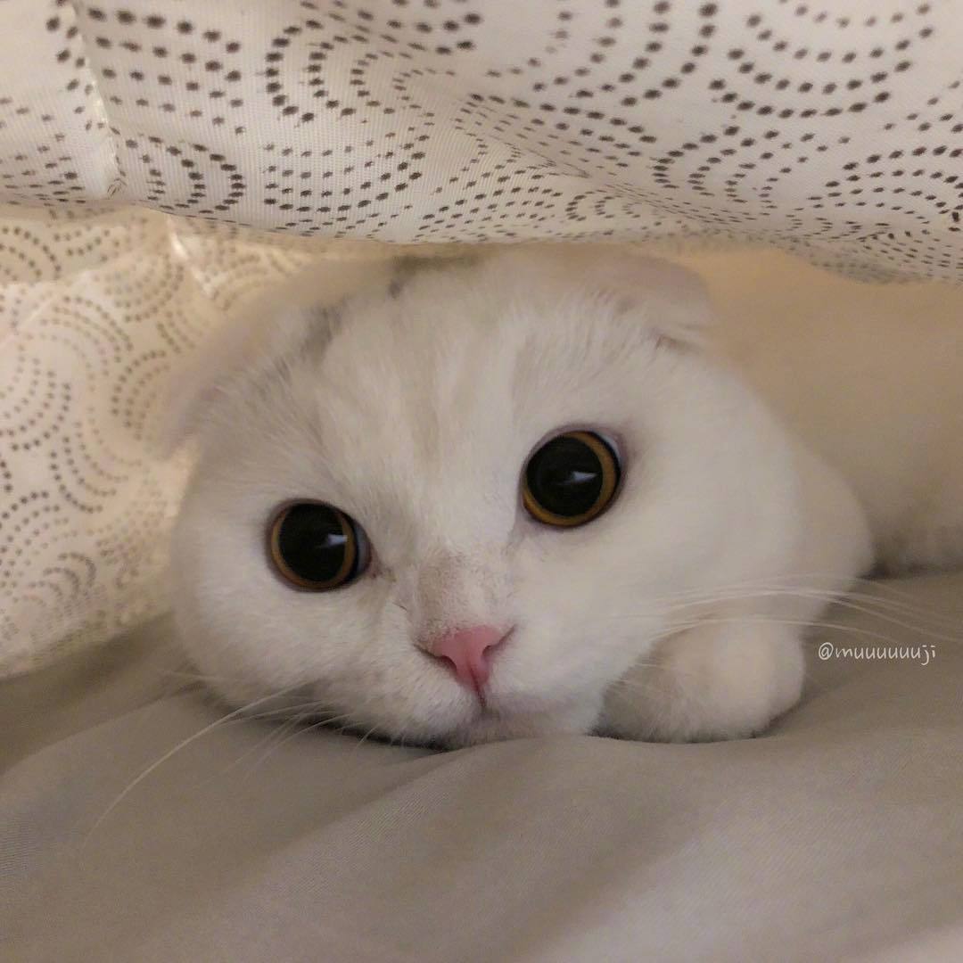 雪白的猫主子谁能抵抗得住这样的小可爱呢zt