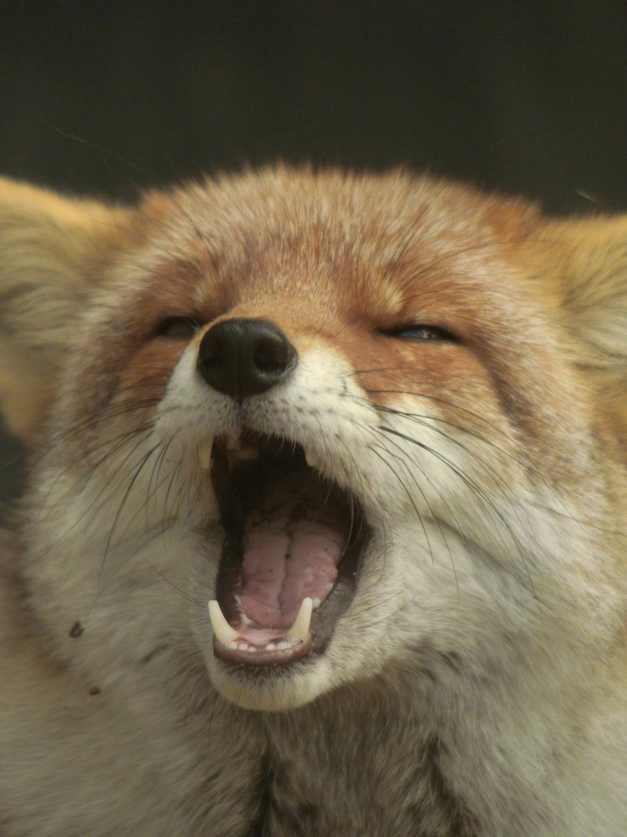 睡不醒的眯眯眼小狐狸看起来好困呀zt