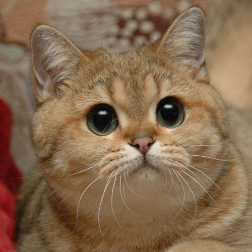 大眼睛的猫咪好迷人zt