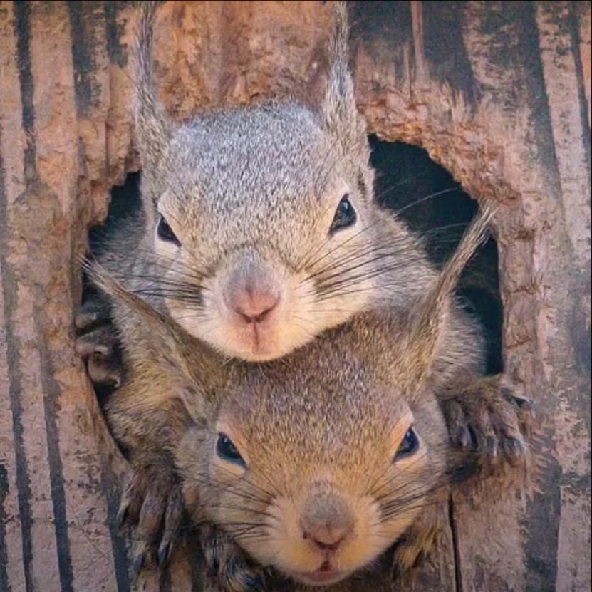 松鼠一家让我看看外面是啥让我也看看zt