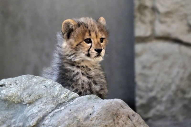 天然委屈脸的小奶豹,太可爱了! zt