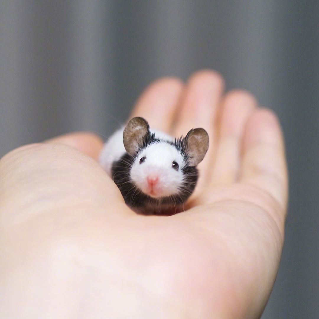 一波萌萌的小仓鼠照片zt