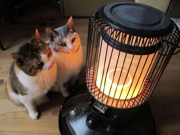 冬天沉迷于烤火的小猫 zt