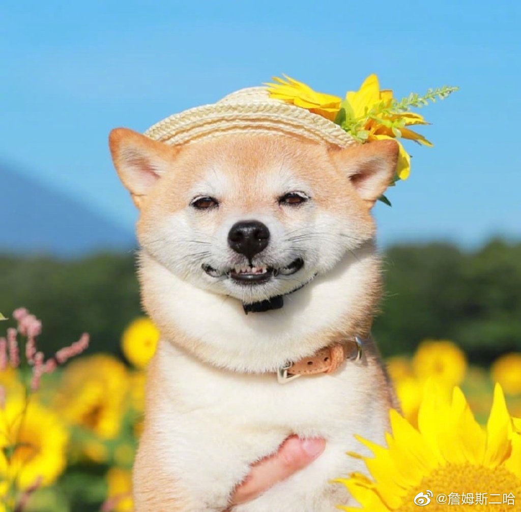 狗狗笑起来真的太治愈啦zt