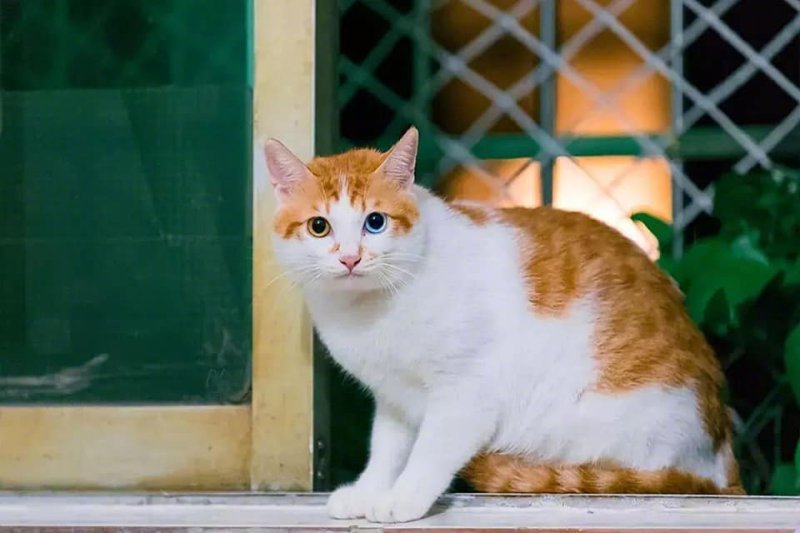 第一次见到橘猫异色瞳的,什么水平? zt