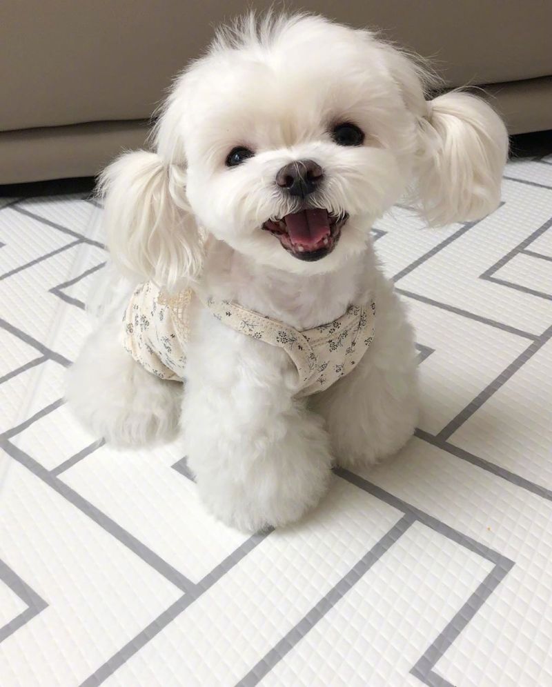 双马尾的马尔济斯犬简直可爱爆了,你喜欢吗? zt