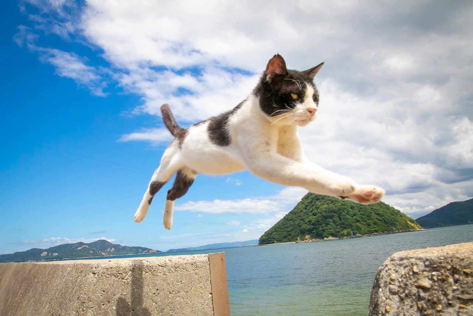 飞跃中的猫咪感觉跳的很远的样子zt