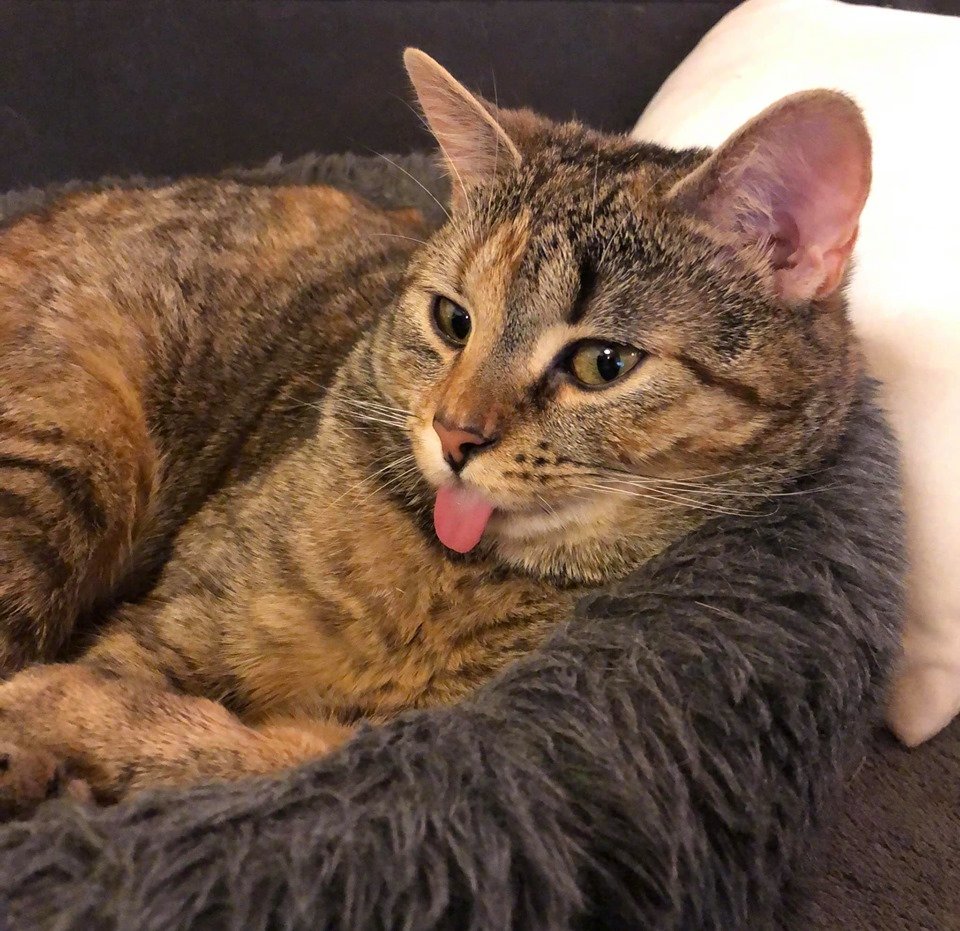 猫咪吐舌头头像图片