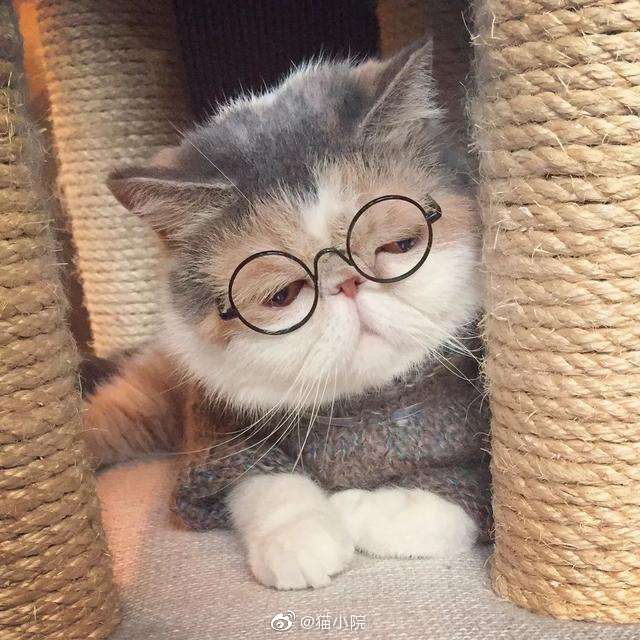 小猫卖萌微信头像眼镜图片