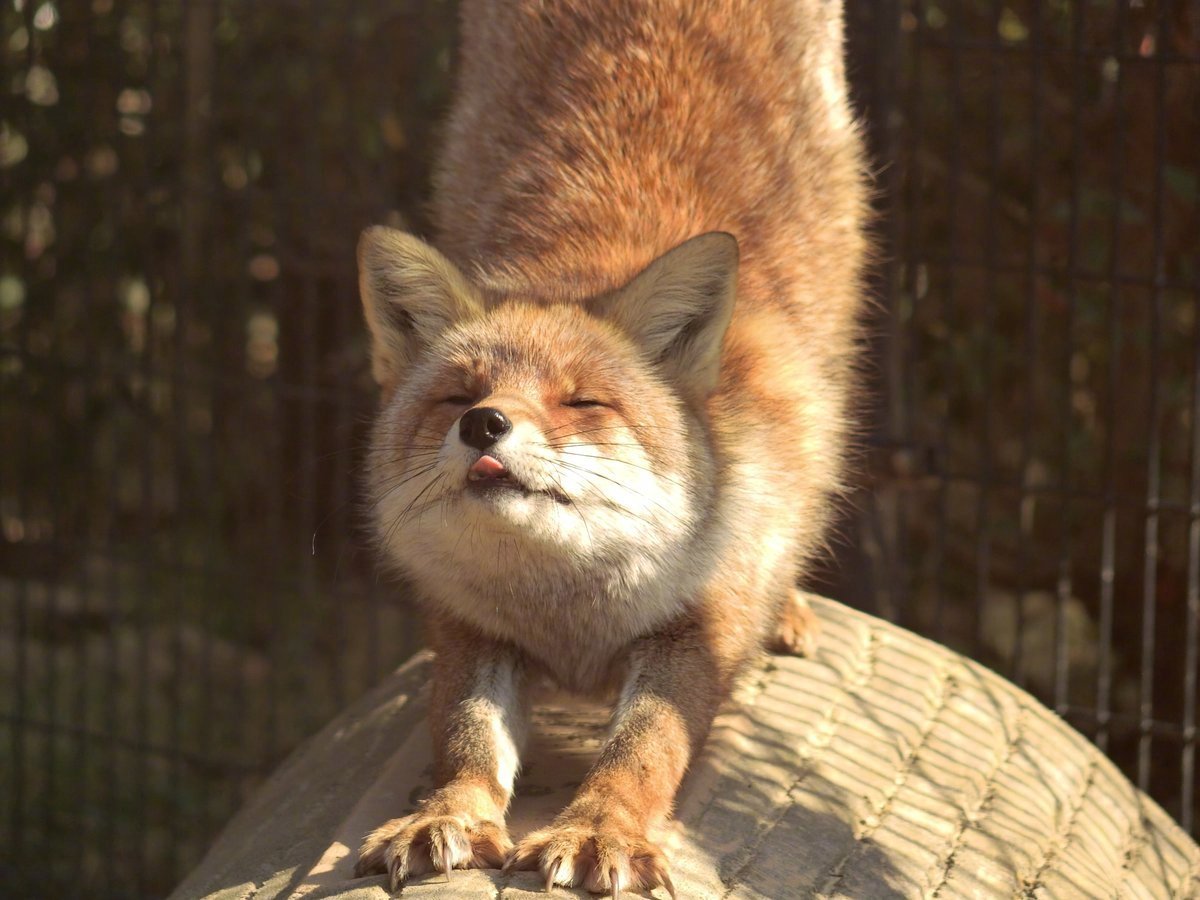 睡不醒的眯眯眼小狐狸看起来好困呀zt