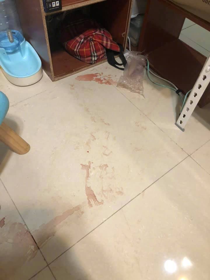 网友一回家发现地上一堆血迹,以为是猫出事了,结果 zt