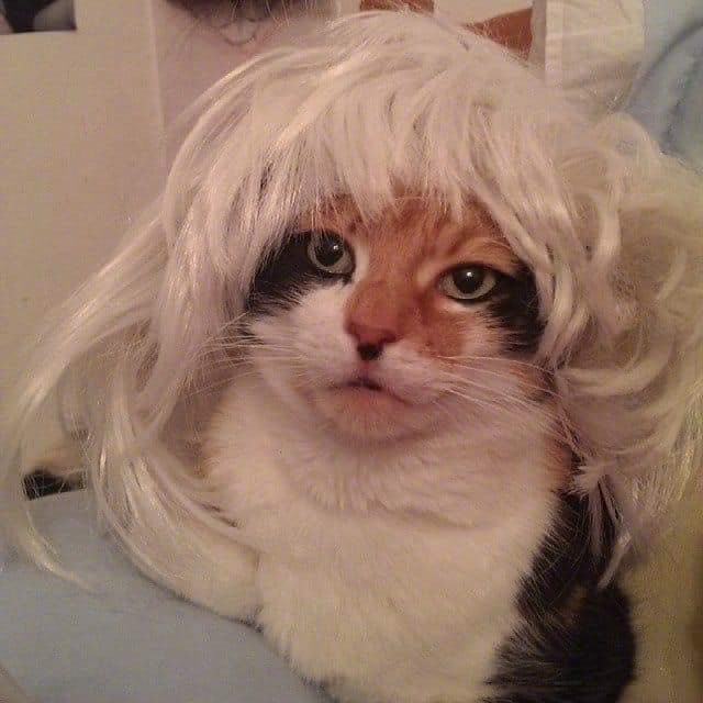 戴上不同头套的猫咪最后一个好卡哇伊zt