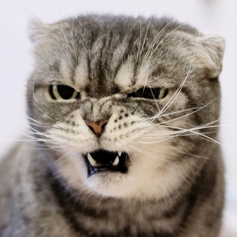超奶凶的折耳猫咪:人家超凶的呢,喵呜 zt