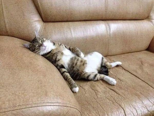 猫有哪些奇特的睡姿你家猫平时是怎么睡觉的 zt