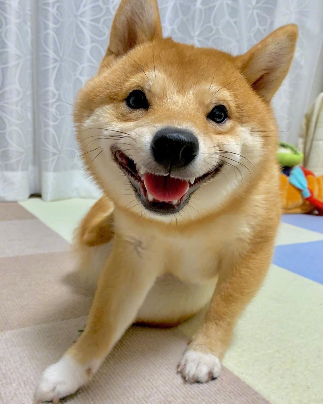 要像小柴狗一样快乐起来,你们说呢 zt