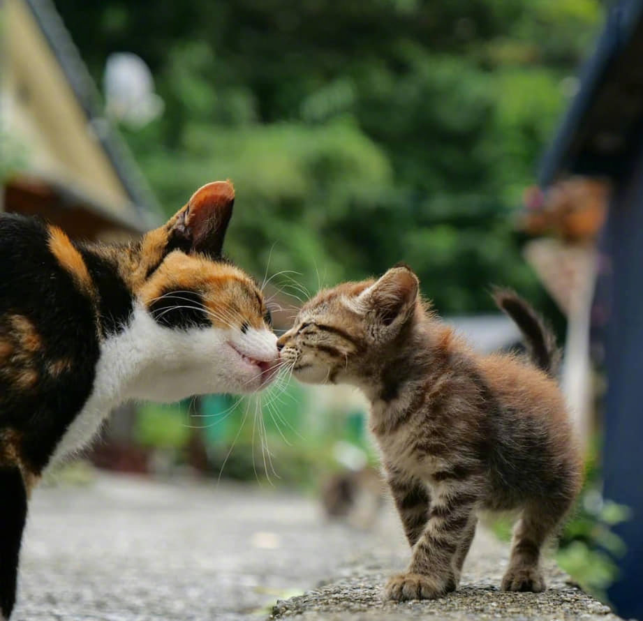 流浪的大猫跟小猫咪,好温馨 zt