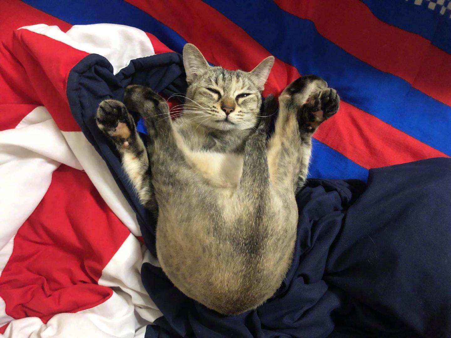 主人家的猫用瑜伽高难度动作,整整睡了10分钟,这是什么操作! zt