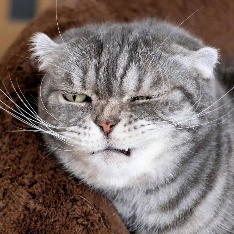超奶凶的折耳猫咪:人家超凶的呢,喵呜 zt