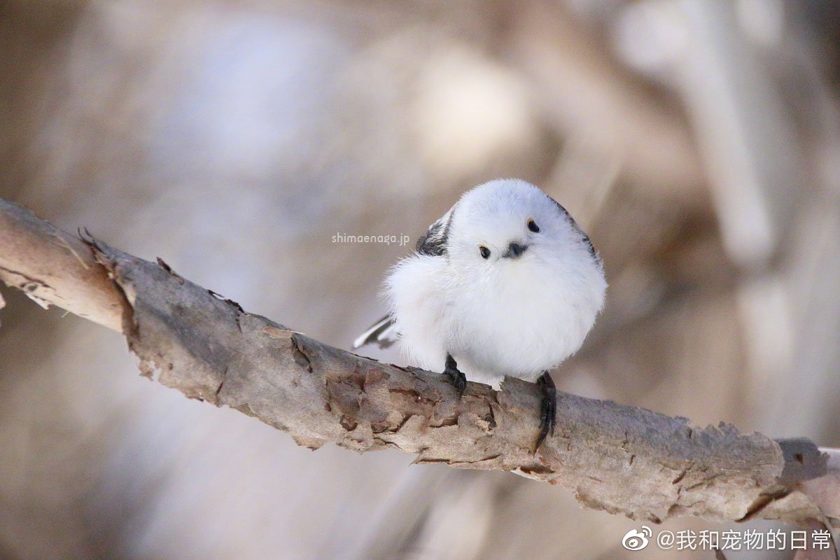 银喉长尾山雀真的好可爱呀肥啾啾的zt