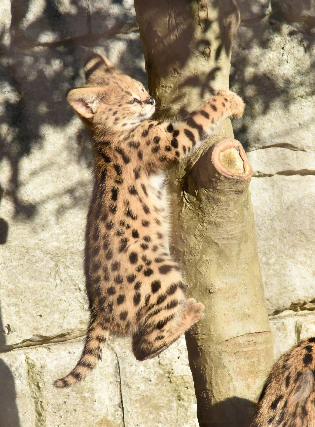 日本多摩动物公园2个月的薮猫宝宝超可爱zt