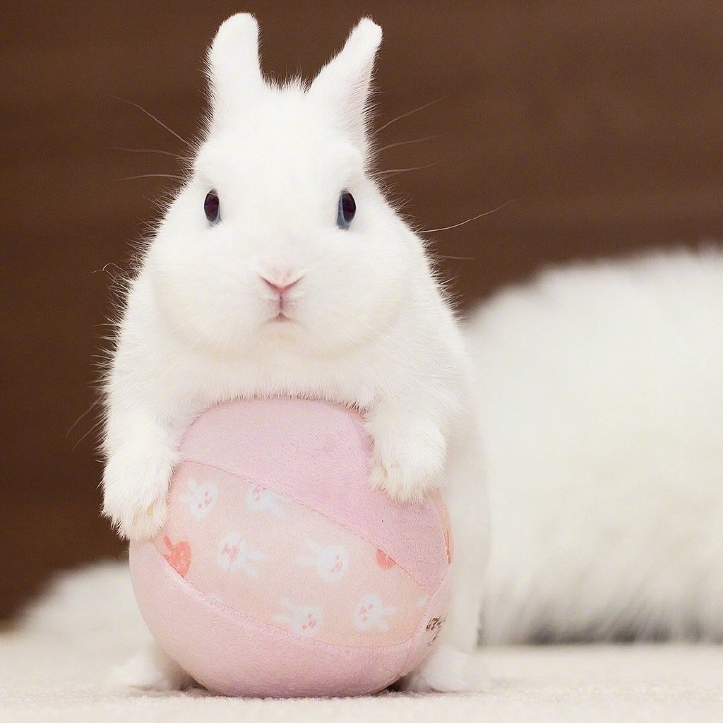 这只兔子怎么长的跟团子一样肥嘟嘟的zt