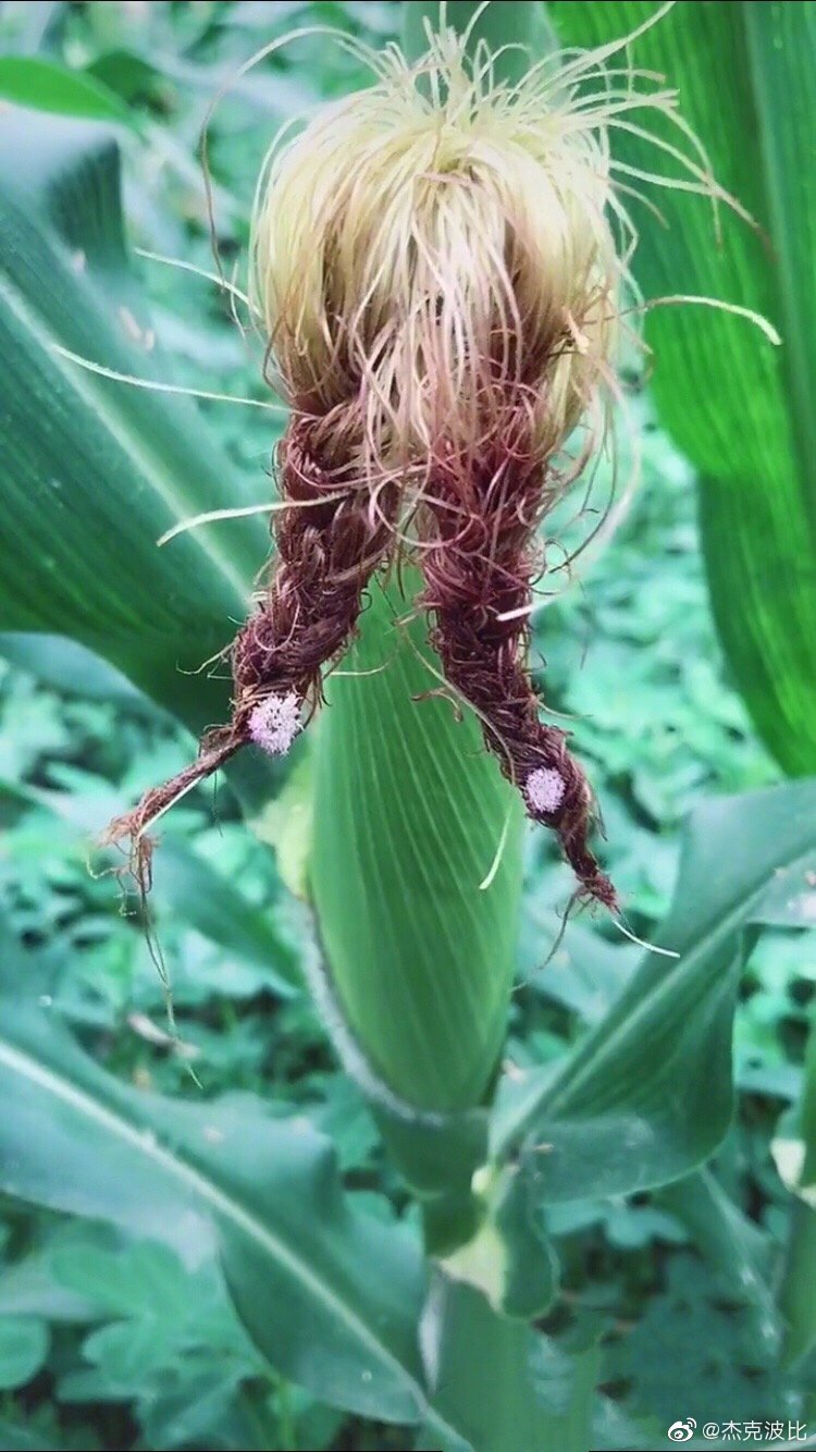 沒準你的頭髮還沒玉米鬚好看呢 zt