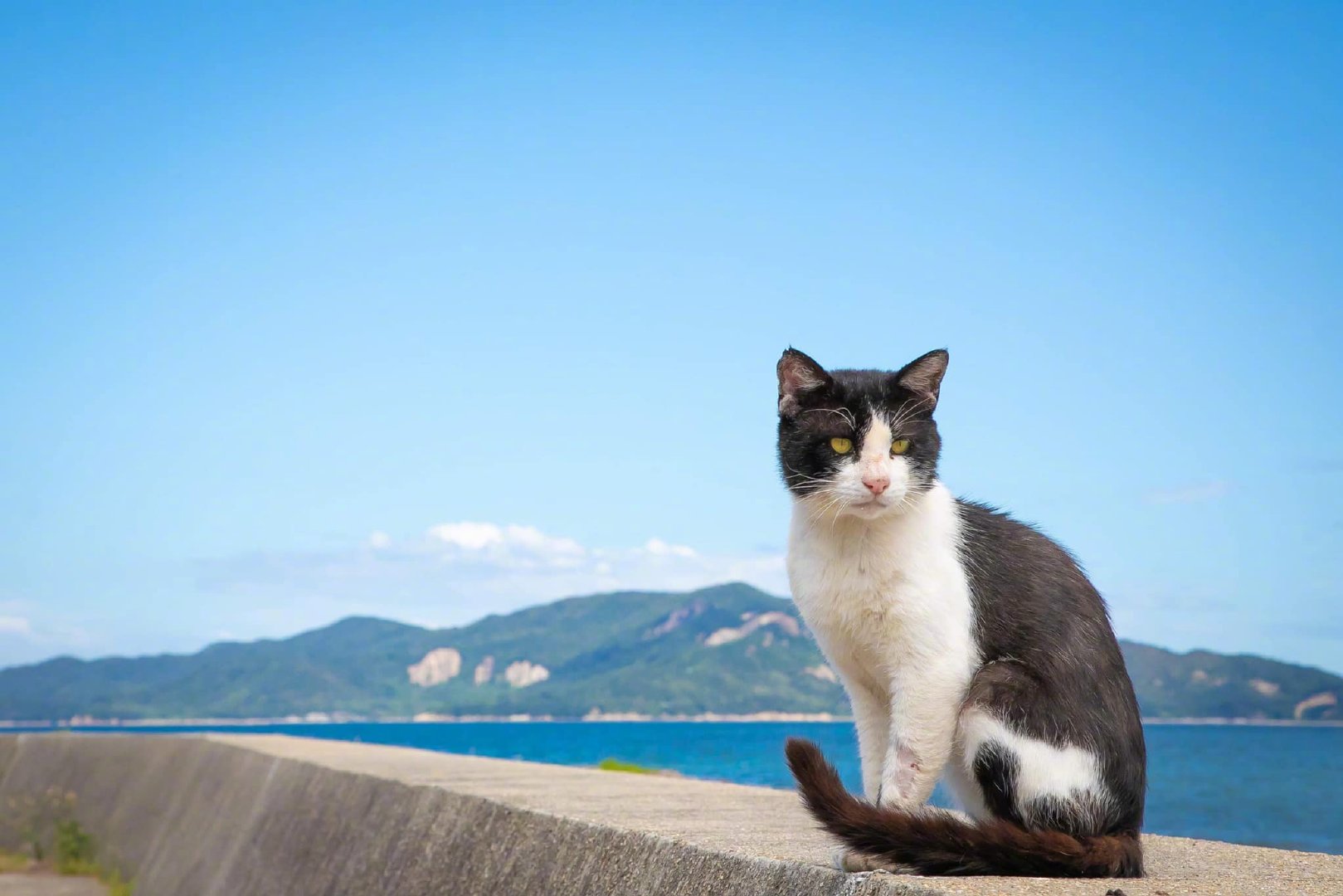 飞跃中的猫咪感觉跳的很远的样子zt