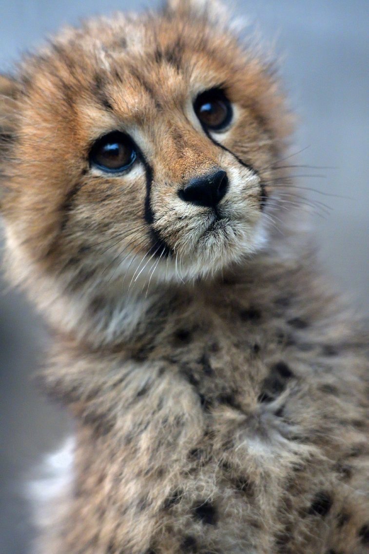 天然委屈脸的小奶豹,太可爱了! zt