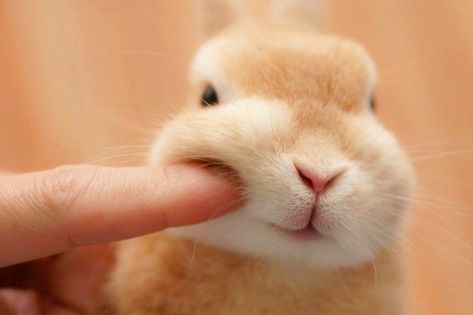 来吸一吸兔子啊 zt