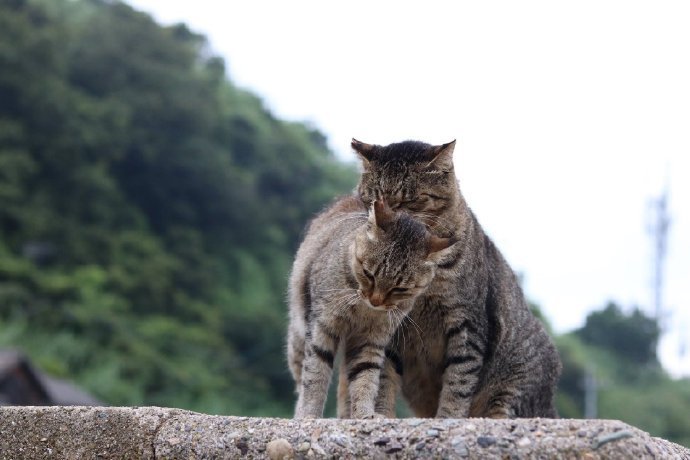 两猫相依偎,这波猫之间的爱情是什么水平? zt