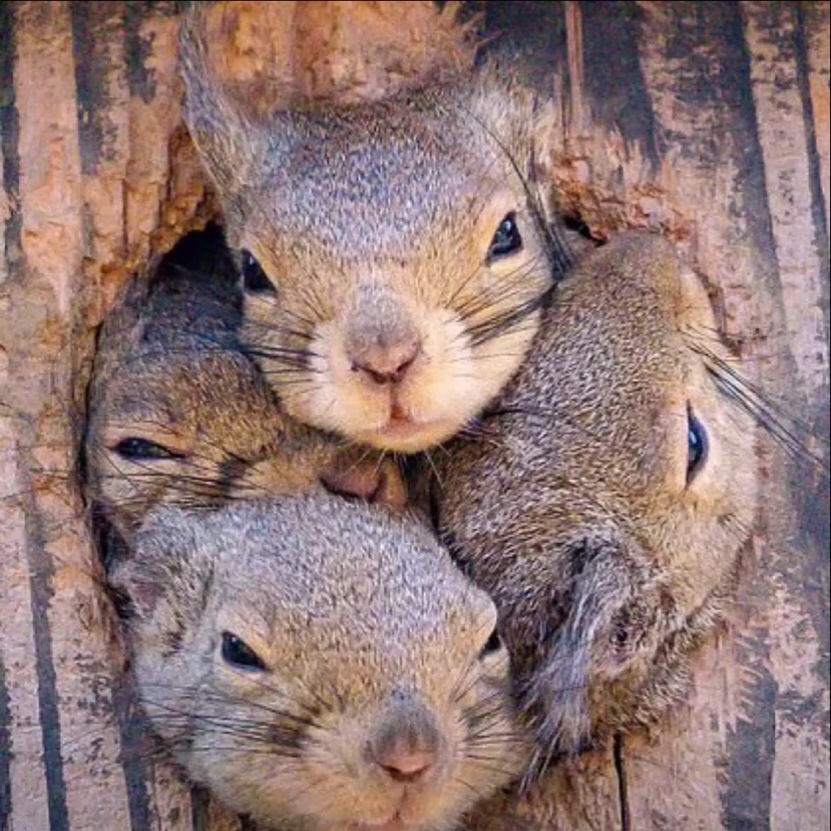 松鼠一家让我看看外面是啥让我也看看zt