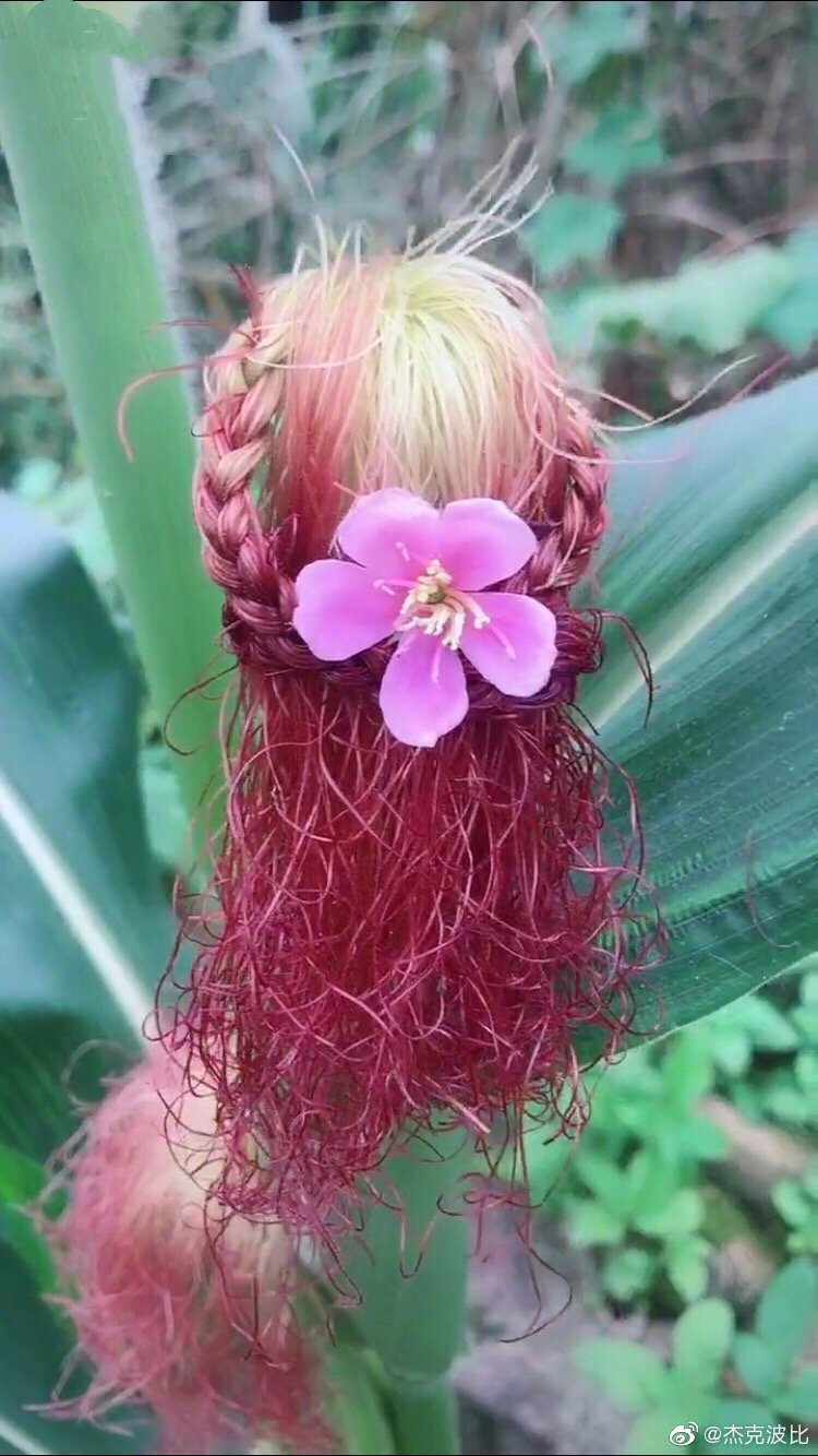 没准你的头发还没玉米须好看呢 zt