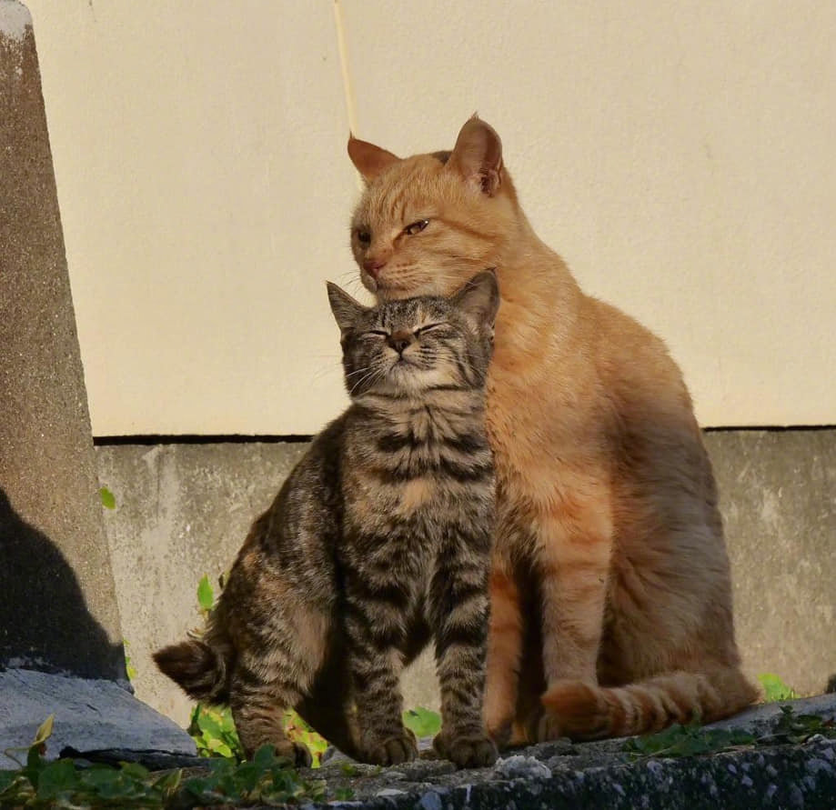 流浪的大猫跟小猫咪,好温馨 zt